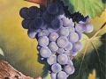 07-bonifacio-paolo-grappolo-maturo_2867