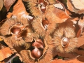 11-butelli-valentina-castagne-dautunno_2870