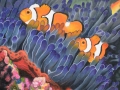 15-casali-alessia-scuola-di-nuoto_2874