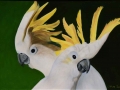 47-saldana-otilia-cacatua_2901